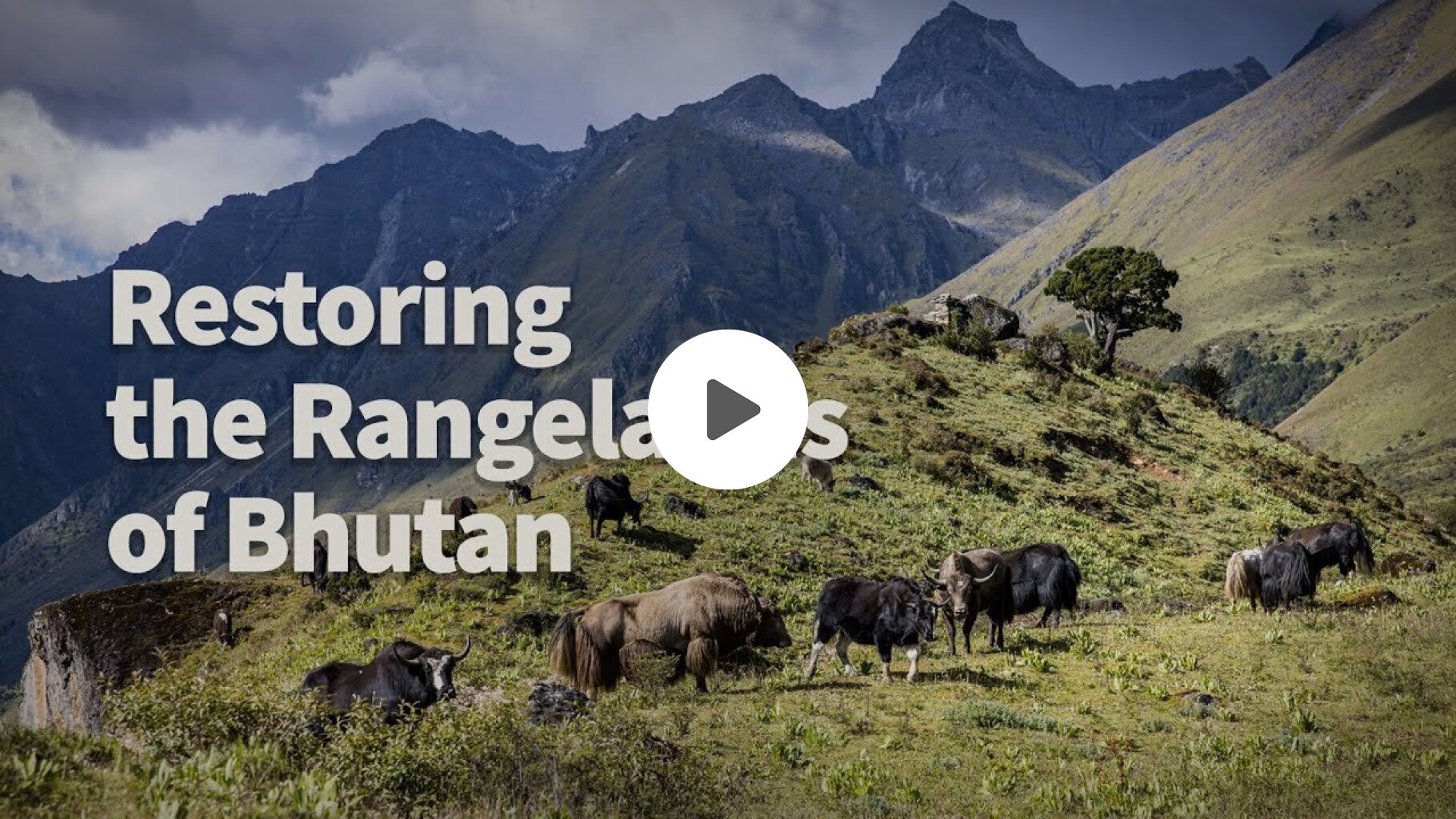 Restoring the Rangelands of Bhutan