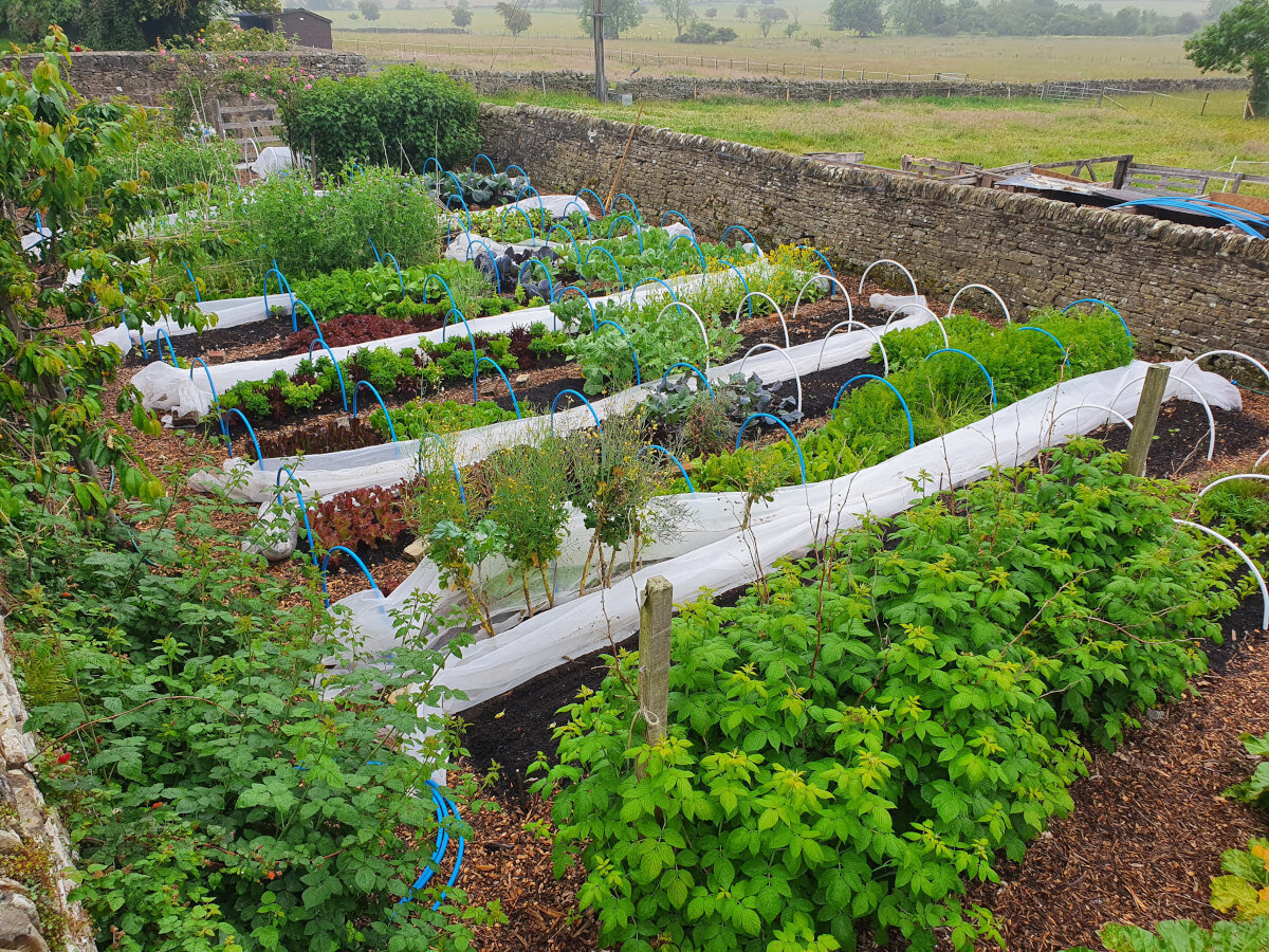 Vegetables growing at Greenfield Growers micro market garden
