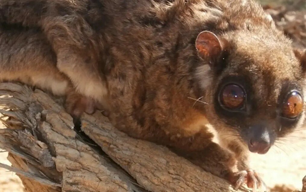 Tous - the gliding possum