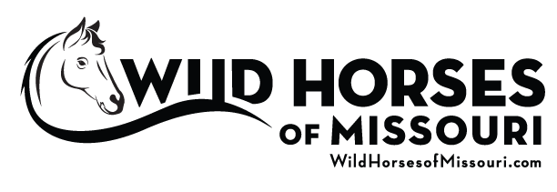 Wild Horses of Missouri by Tim Layton