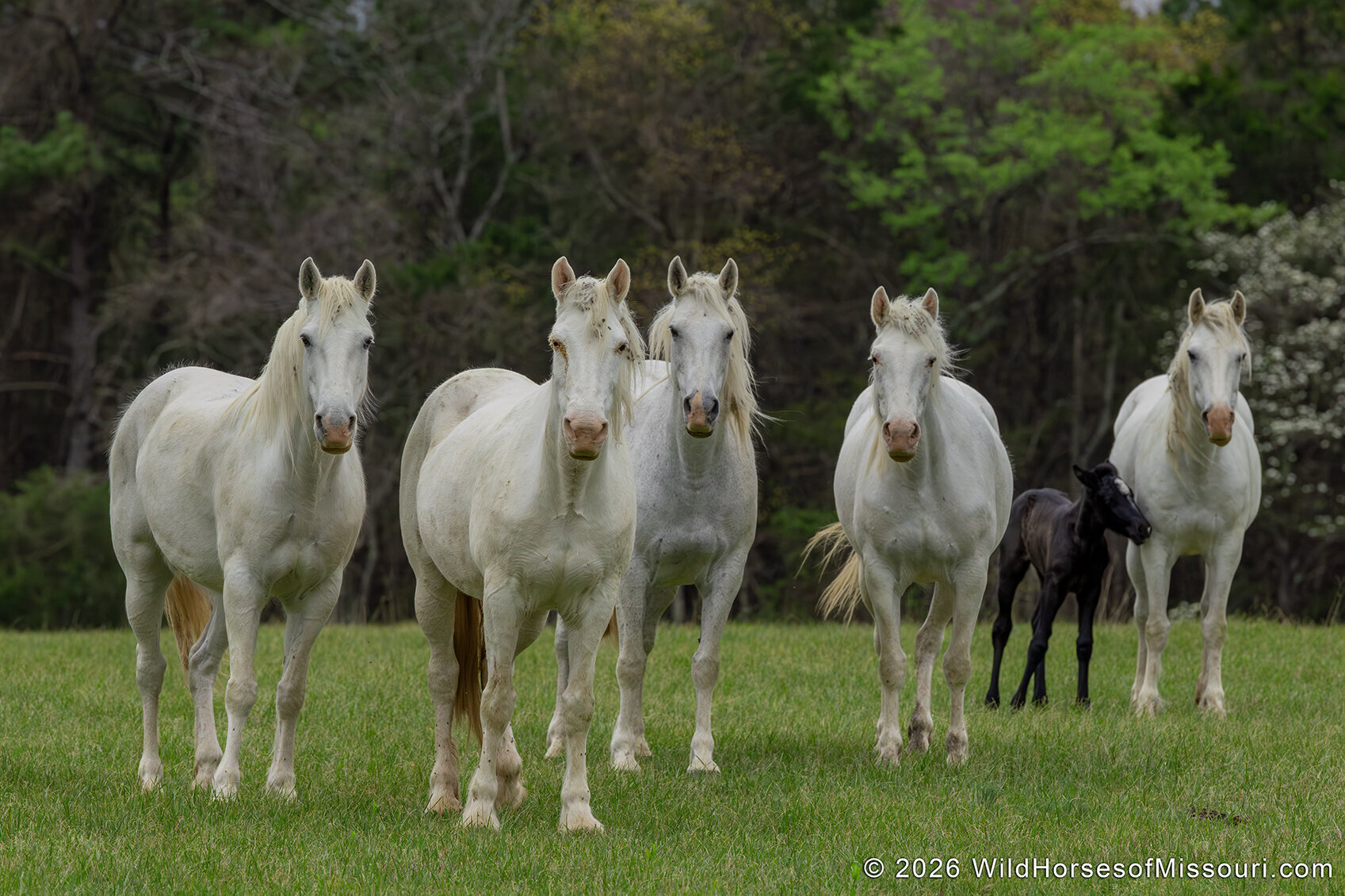 Wild Horses of Missouri 